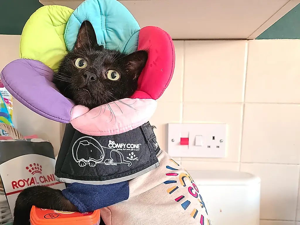 Vivir con gatos discapacitados: no es un cuento de hadas peludo