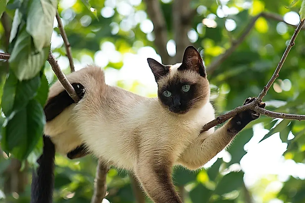 Por qué a los gatos les gustan las alturas: ciencia y comportamiento