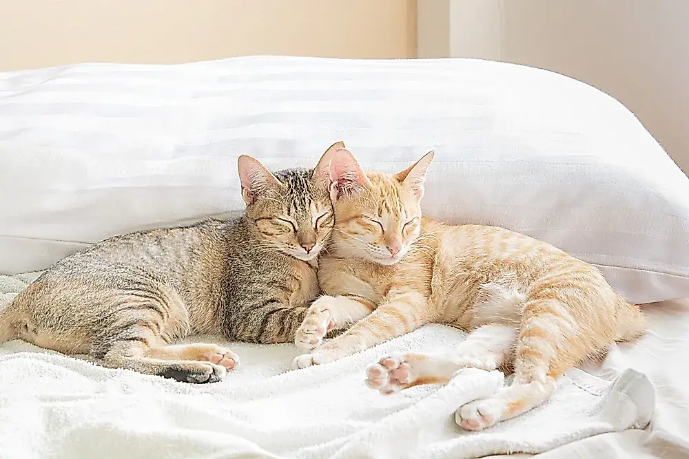 ¿Necesita tu gato un amigo?