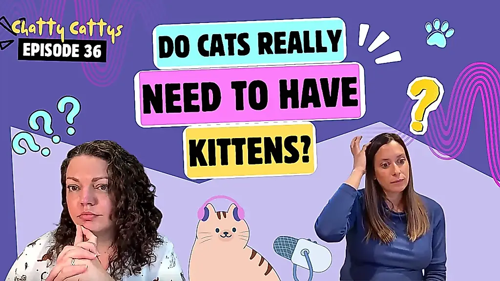 Gatos, embarazo y olores: qué conviene saber sobre la toxoplasmosis