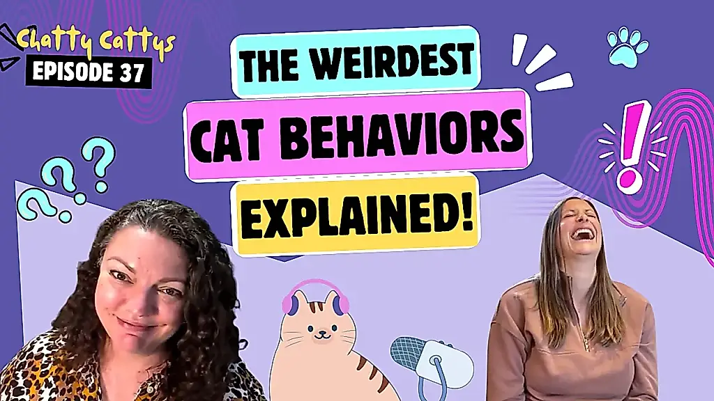 La vida de los gatos sin censura