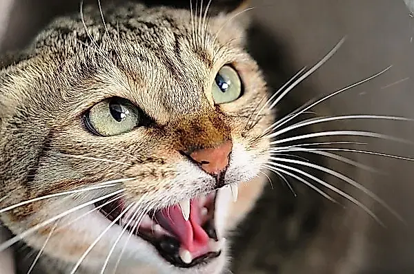 El dolor felino que es fácil pasar por alto