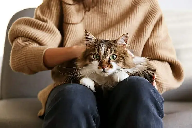 Как приучить кошку к ошейнику: 8 смешных шагов