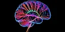 Nature Neuroscience