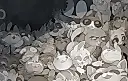 Mewgenics