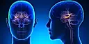 Brain Imaging and Behavior