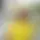 La tendencia del amarillo intenso devuelve a la princesa Kate a Royal Ascot