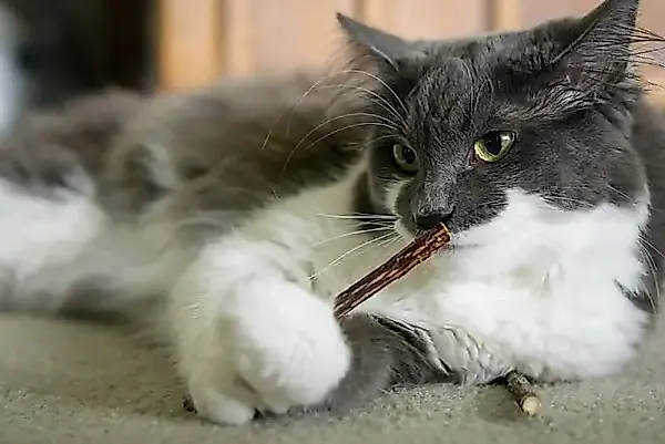 El dolor felino que es fácil pasar por alto — foto 2