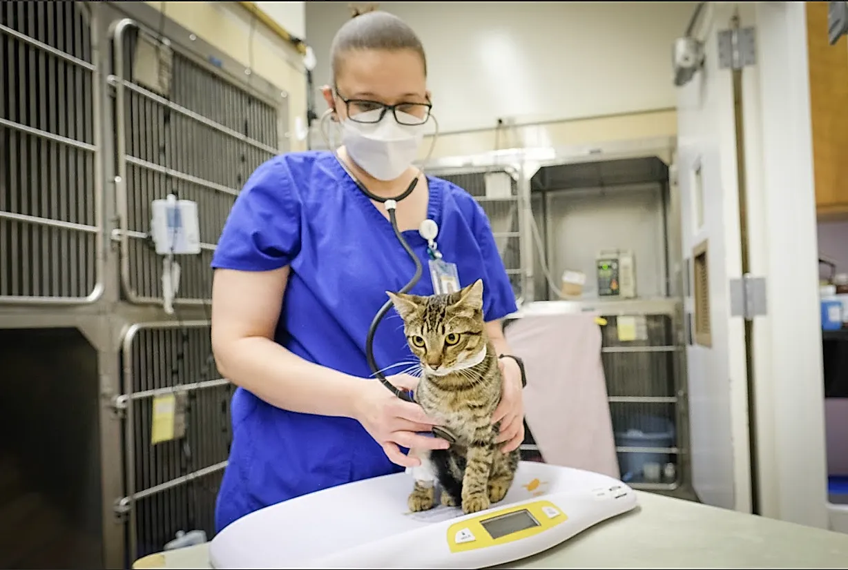 Коты и длинный Covid