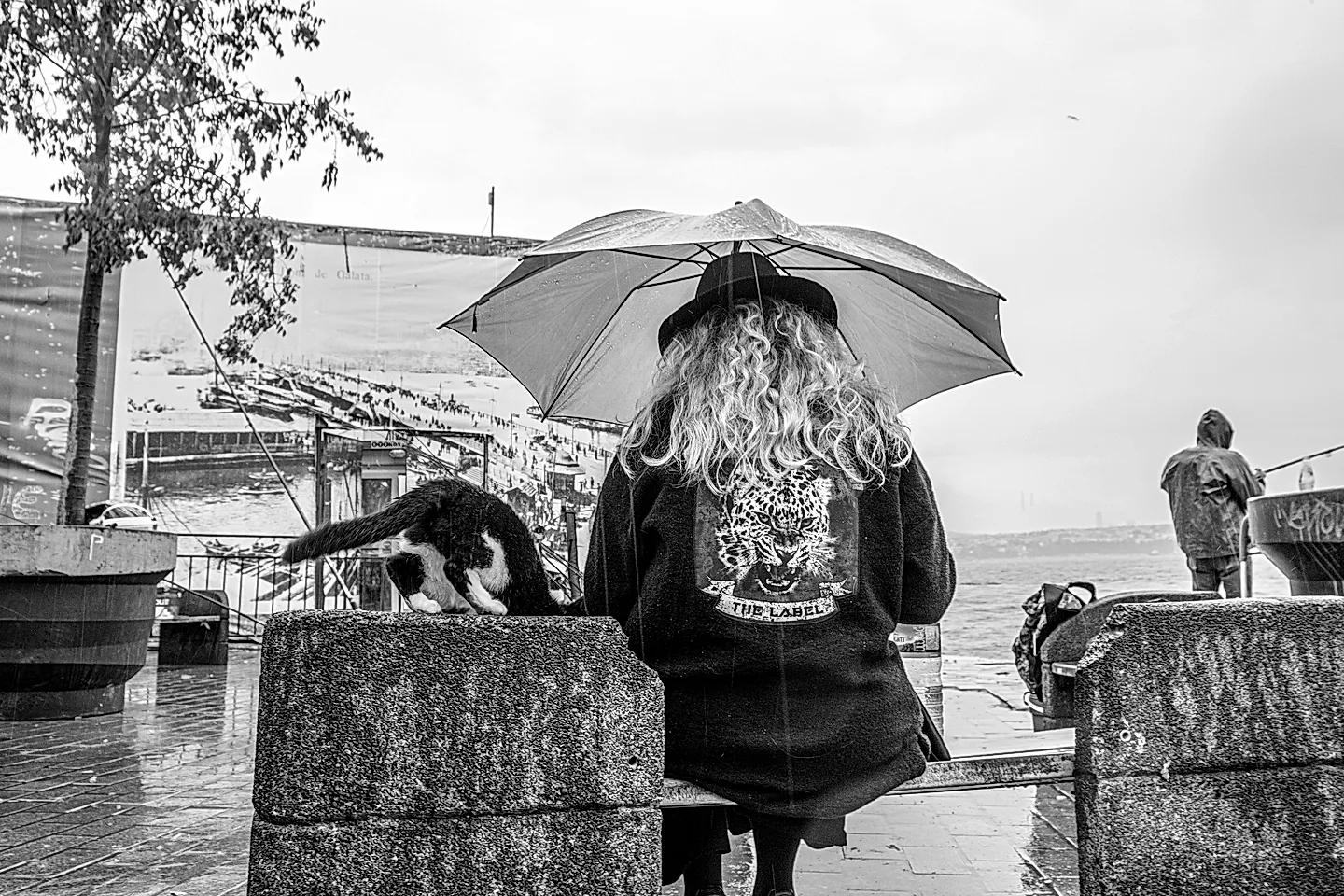 Город, где правят коты